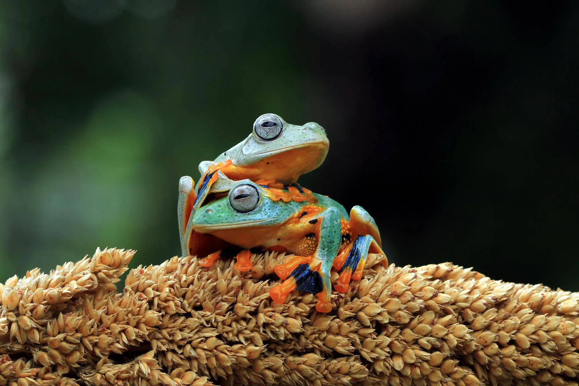 HS-nummer, KN-nummer och TARIC-kod: vad är skillnaden och varför spelar sista siffrorna så stor roll?